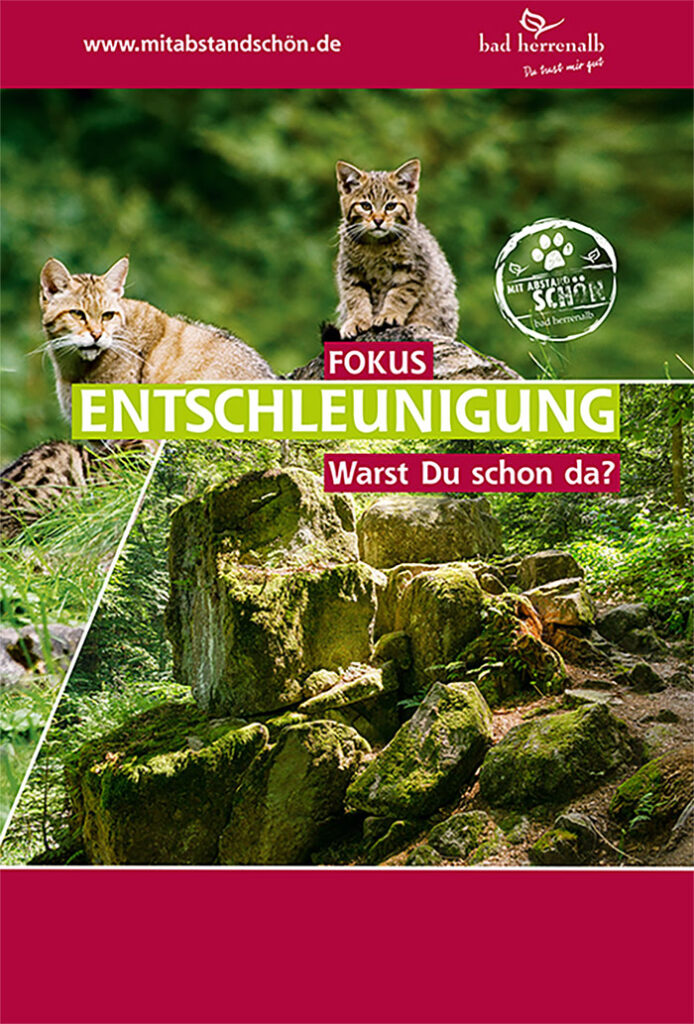 Zwei junge Wildkatzen sitzen ruhig auf moosbewachsenen Steinen im Wald von Bad Herrenalb und blicken aufmerksam in die Umgebung.