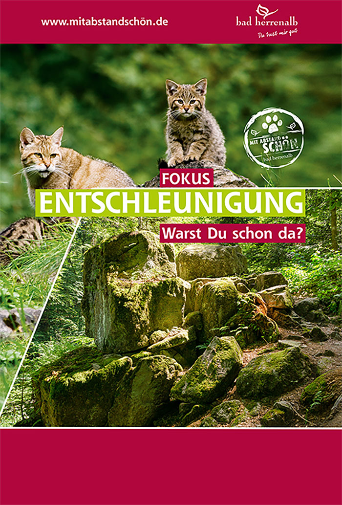 Zwei junge Wildkatzen sitzen ruhig auf moosbewachsenen Steinen im Wald von Bad Herrenalb und blicken aufmerksam in die Umgebung.