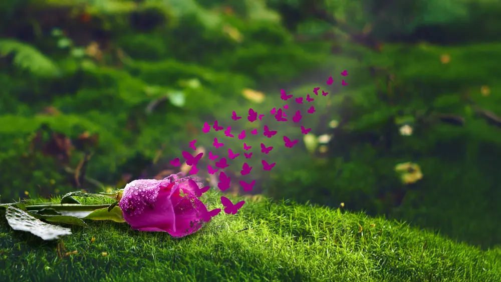 Eine lila Rose mit Wassertropfen liegt auf grünem Moos; kleine violette Schmetterlings-Silhouetten steigen wie Rauch von der Blüte auf.